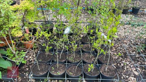 20 NYSSA SYLVATICA TREES