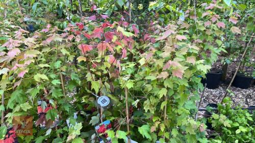 20 MIXED ACER TREES