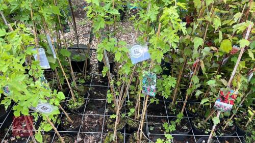 10 MORUS NIGRA TREES
