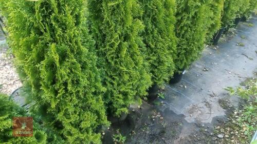 5 EVERGREEN TREES