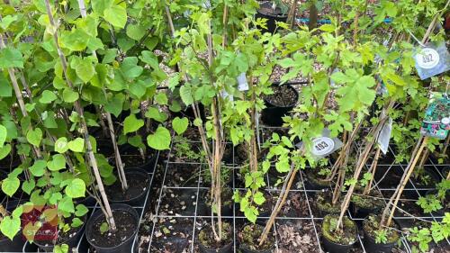 10 MORUS NIGRA TREES