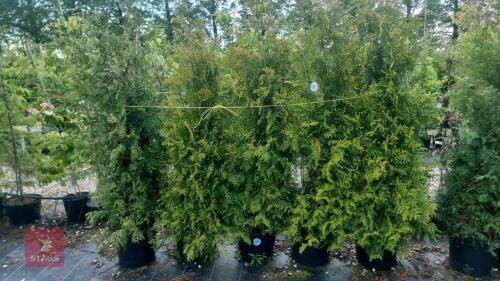 5 EVERGREEN TREES