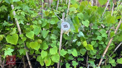8 CERCIS CANADENSIS TREES