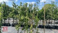 5 MIXED ORNAMENTAL TREES