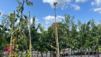 5 MIXED ORNAMENTAL TREES - 9