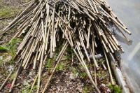 APPROX 700 USED 34 BAMBOO CANES" - 3