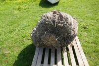 LARGE BUR OAK - 4