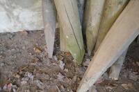 14 MIXED WOODEN POSTS - 6