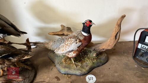 COCK PHEASANT SCENE