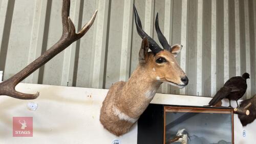 MOUNTED BUSH BUCK HEAD