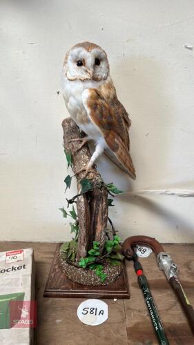 MOUNTED BARN OWL