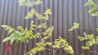 8' ROWAN TREE - 2