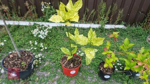 JAPONICA SHRUB