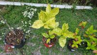 JAPONICA SHRUB - 2