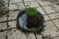 CAST IRON PIG TROUGH/PLANTER - 5