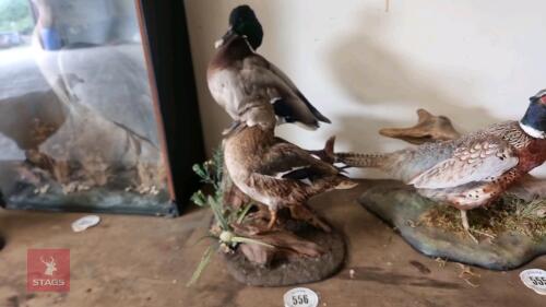 SCENE OF 2 MALLARD DUCKS