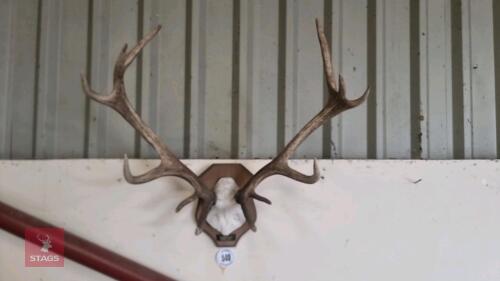 SET OF RED DEER MOUNTED CAST ANTLERS