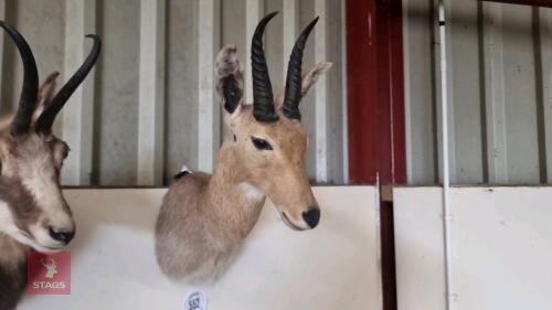 SHOULDER MOUNTED RED BUCK
