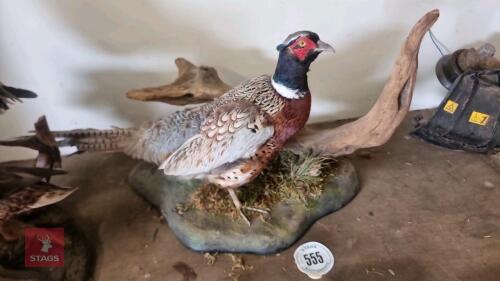 COCK PHEASANT SCENE