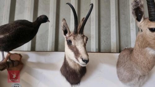 CHAMOIS MOUNTED HEAD