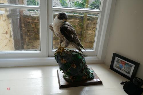 KESTREL TAXIDERMY