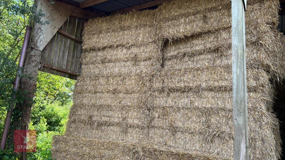 20 QUADRANT 5300 BALES OF WHEAT STRAW