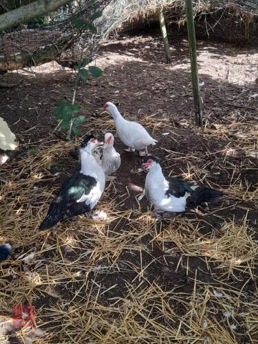 5 MAGPIE MUSCOVIE DUCKS