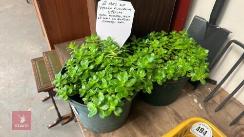 2 POTS OF YELLOW FLOWERING SEDUM