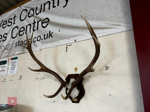 SET OF MOUNTED CAST ANTLERS