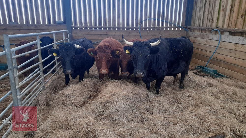 2 BLACK DEXTER FEMALE COWS-BIDS PER LIFE