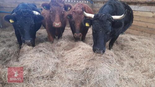 1 HOMEBRED RED DEXTER HEIFER