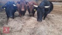 1 HOMEBRED RED DEXTER HEIFER