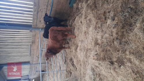 2 8MO DEXTER CALVES - BIDS PER LIFE