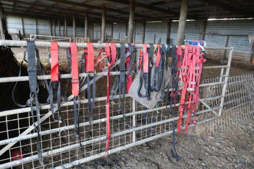 20 PROLAPSE EWE HARNESSES