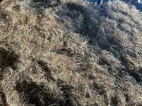 20 SQUARE BALES OF HAYLAGE - 2