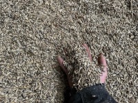 5T OF BULK SPRING OATS - 2
