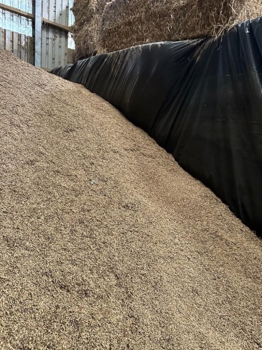 1T OF BULK SPRING OATS