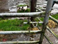 10' GALVANISED YARD GATE - 5