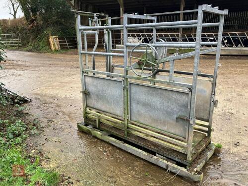 CATTLE WEIGH CRUSH