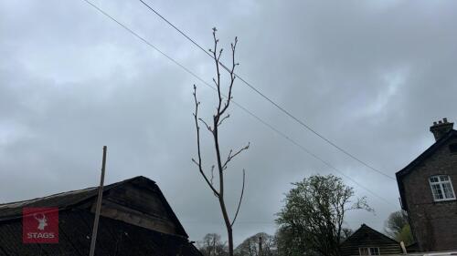 1 LIRIODENDRON TULIPIFERA TULIP TREE