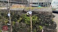 1 LIRIODENDRON TULIPIFERA TULIP TREE - 3