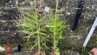 2 LARIX DECIDUA TREES - 2
