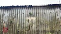 1 SORBUS HUPEHENSIS APRICOT TREE