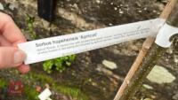1 SORBUS HUPEHENSIS APRICOT TREE - 5