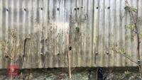1 SORBUS AUCUPARIA TREE