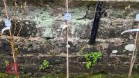 1 SORBUS AUCUPARIA TREE - 3