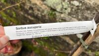 1 SORBUS AUCUPARIA TREE - 5