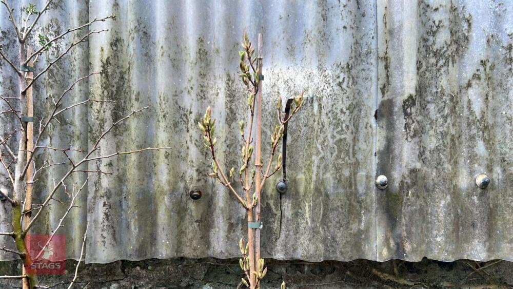 1 ACER CAMPESTRE 'WILLIAM CALDWELL' TREE