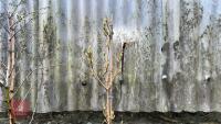 1 ACER CAMPESTRE 'WILLIAM CALDWELL' TREE