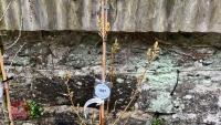 1 ACER CAMPESTRE 'WILLIAM CALDWELL' TREE - 2